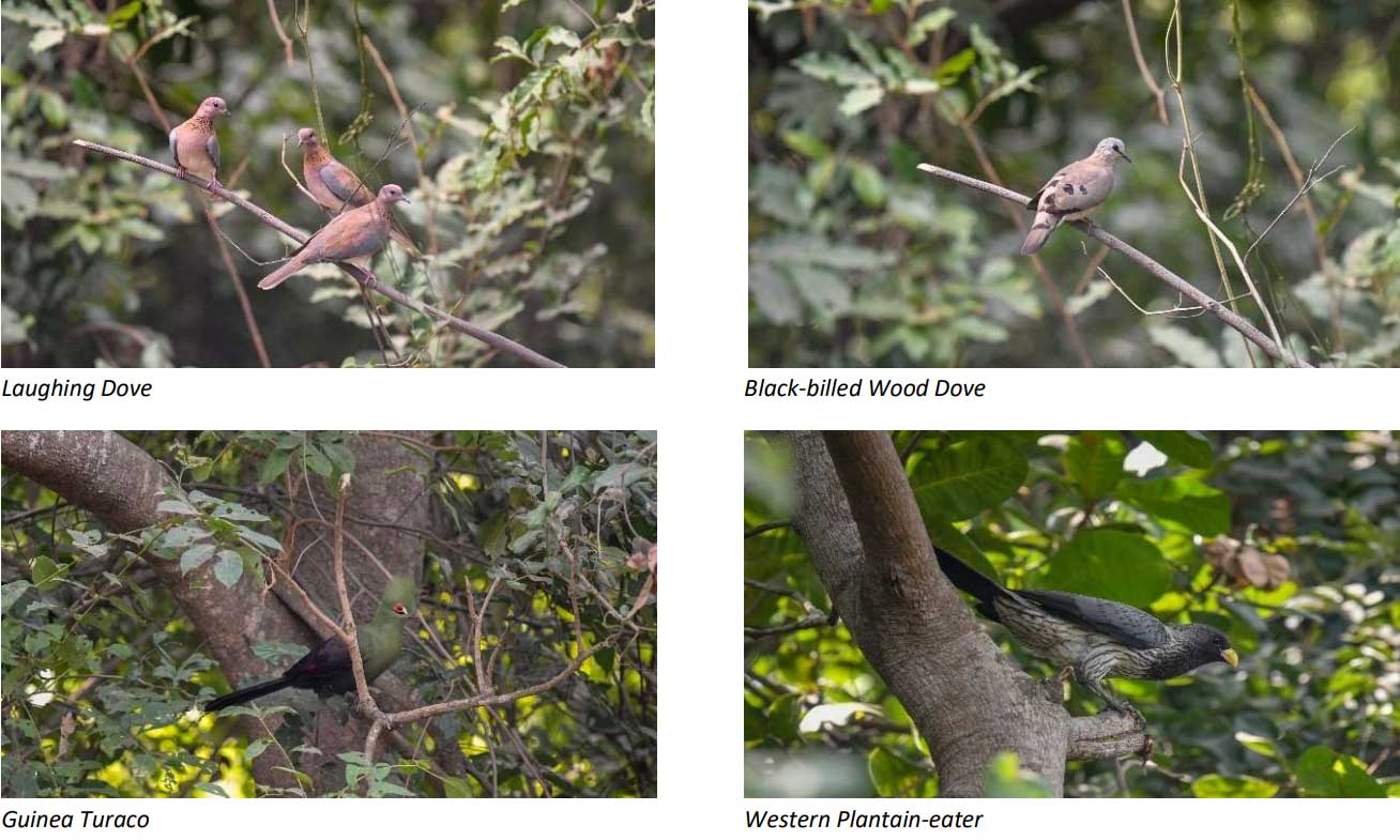 Laughing Dove